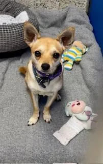 A young small-sized male Tricolor (Brown, Black, & White) Chihuahua dog named Jackie for adoption in Tifton, GA