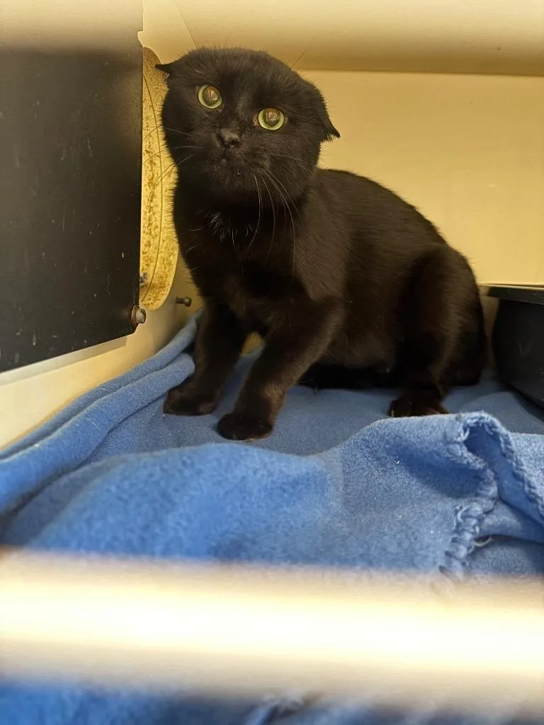 A young medium-sized female Domestic Short Hair cat named Working Cat: Icee for adoption in Bloomington, IN