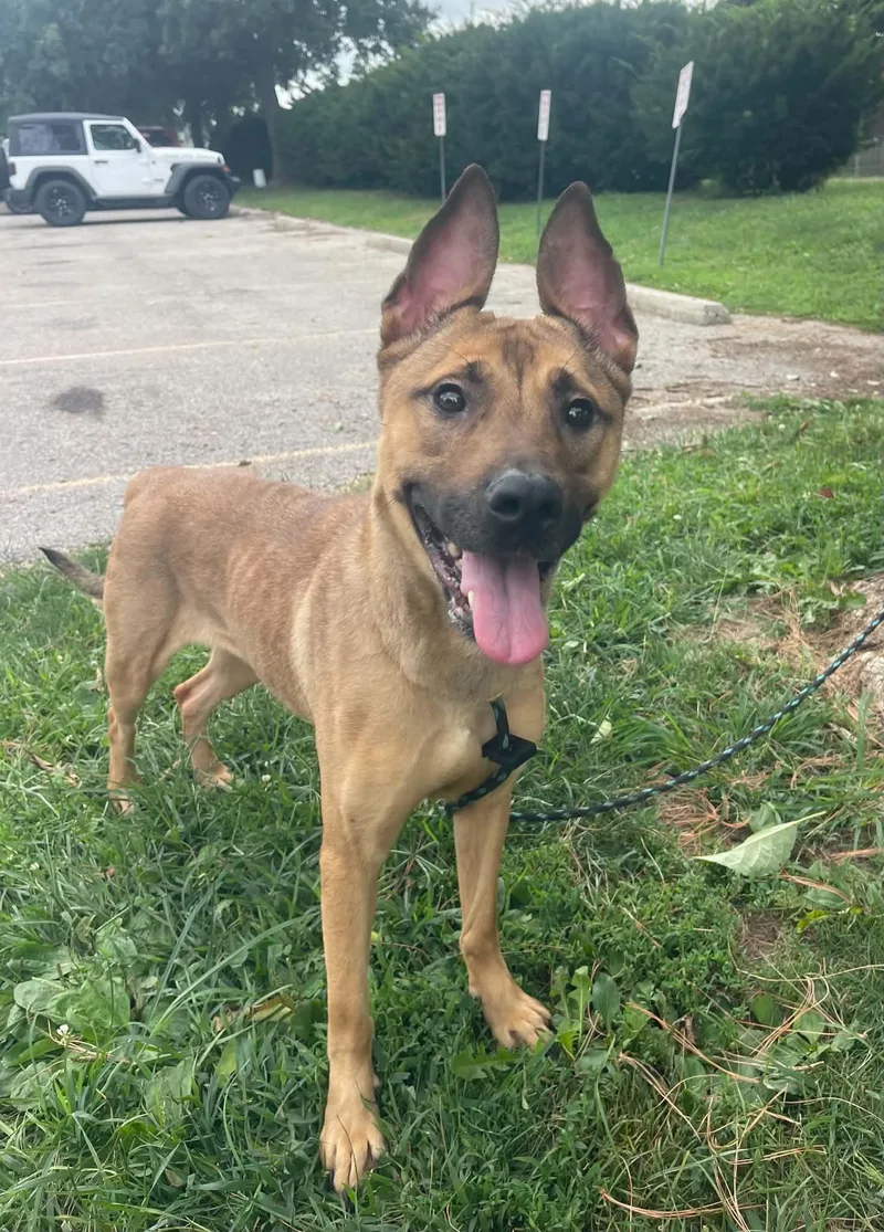 An adult medium-sized female Yellow / Tan / Blond / Fawn Belgian Shepherd / Malinois dog named Serket for adoption in Springfield, IL