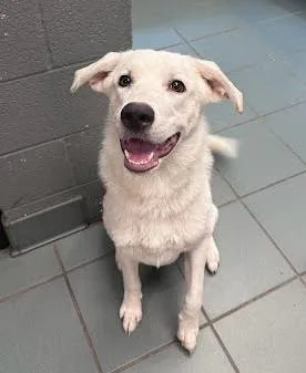 A young medium-sized female White / Cream Mixed Breed dog named Seraphina for adoption in Nashville, TN