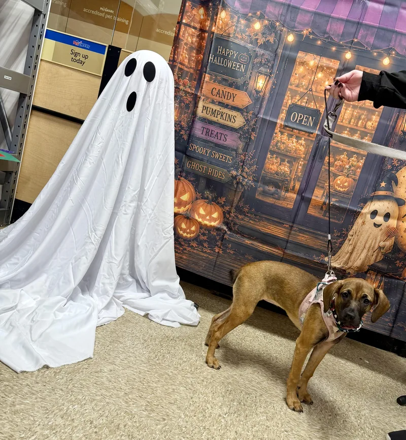 A baby large-sized female Hound dog named Reeta for adoption in Berlin, NJ