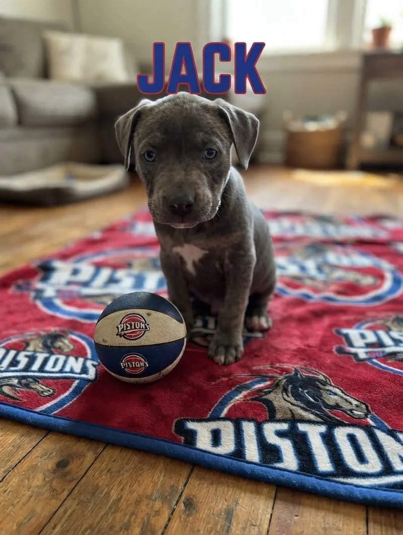A baby small-sized male Pit Bull Terrier dog named Jack for adoption in Belleville, MI