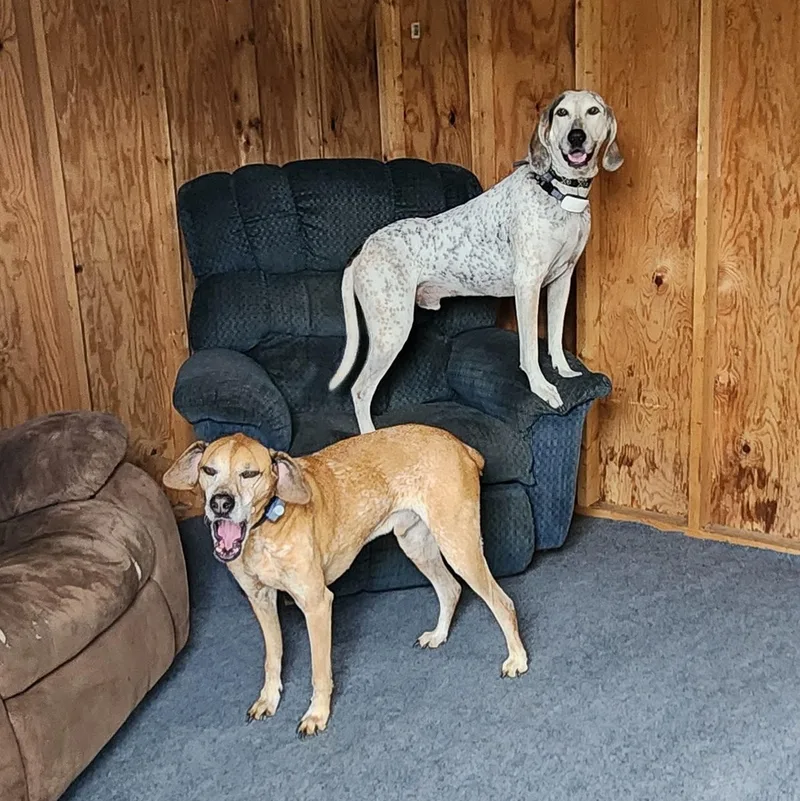 An adult large-sized male White / Cream Bluetick Coonhound dog named Cash for adoption in Cincinnati, OH