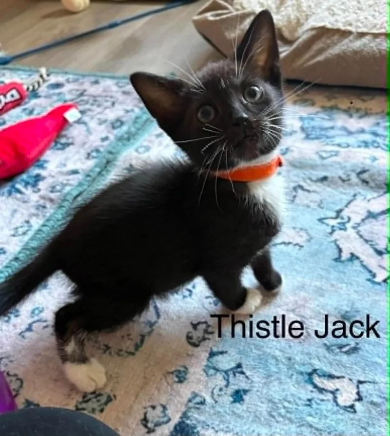 A baby small-sized male Domestic Short Hair cat named Thistle Jack for adoption in Newnan, GA
