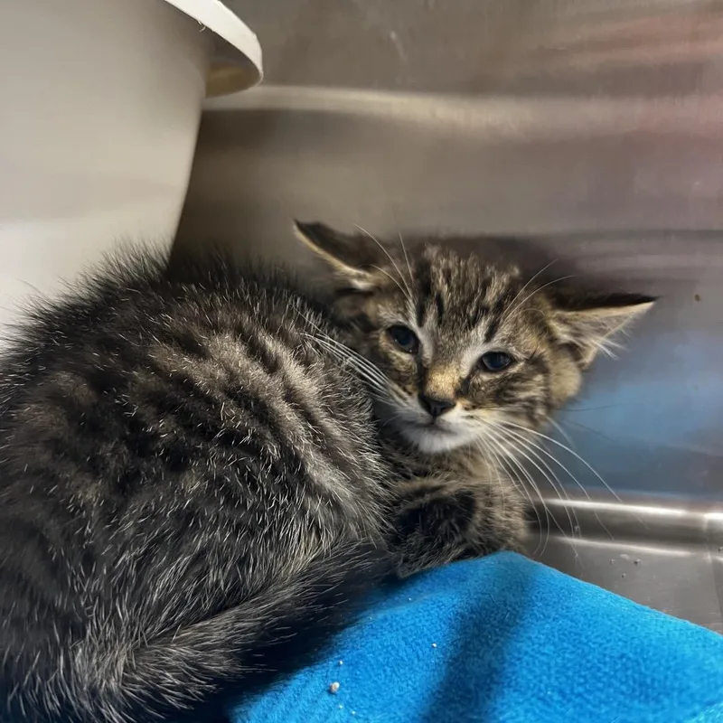 A baby small-sized male Brown / Chocolate Domestic Short Hair cat named Ryan for adoption in Harrisville, WV