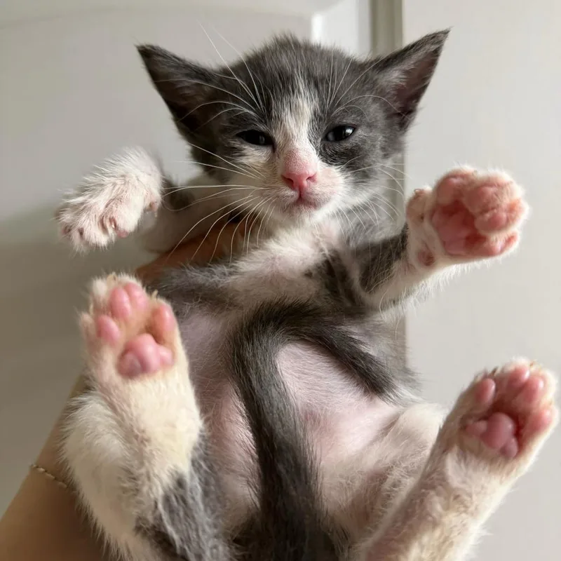 A baby small-sized female Gray / Blue / Silver Domestic Short Hair cat named Jane for adoption in Escondido, CA