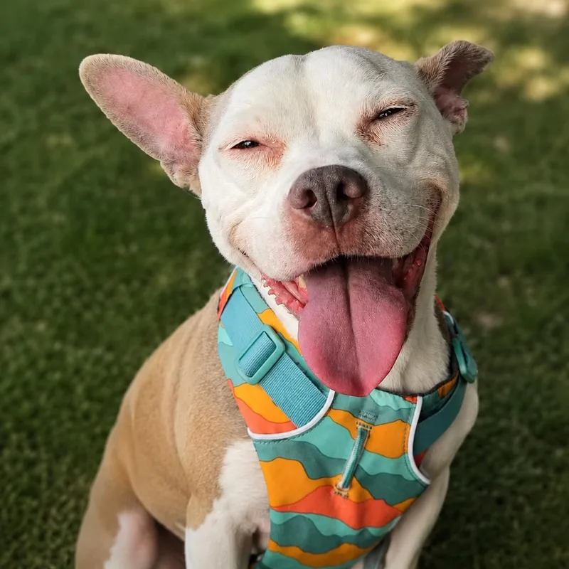 An adult medium-sized female Pit Bull Terrier dog named Stella for adoption in Hillsborough, NJ