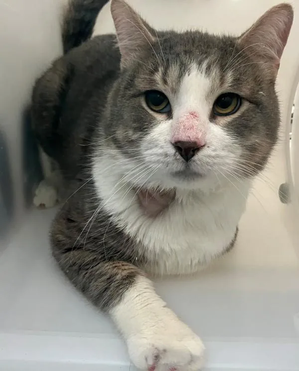 An adult medium-sized male Domestic Short Hair cat named Luke for adoption in Staten Island, NY