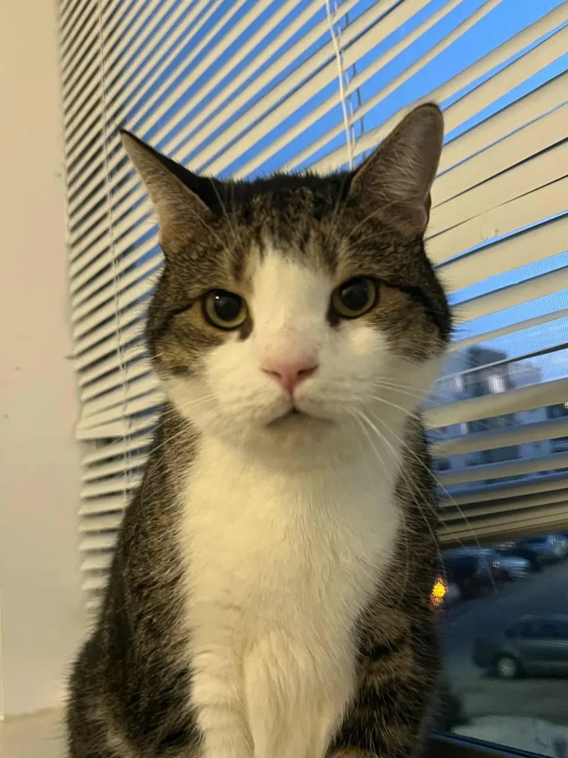 Mason Paddington thumbnail 3