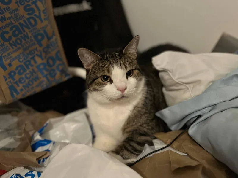 Mason Paddington thumbnail 4