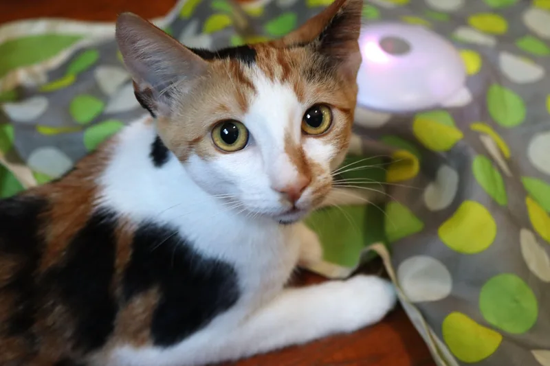 A young medium-sized female Calico cat named Amelia for adoption in San Diego, CA