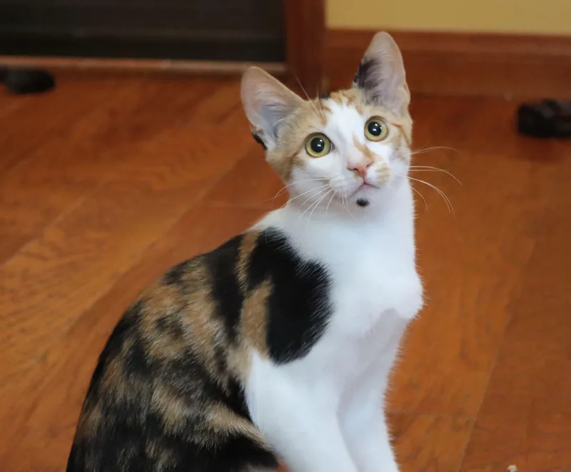 Amelia thumbnail 5