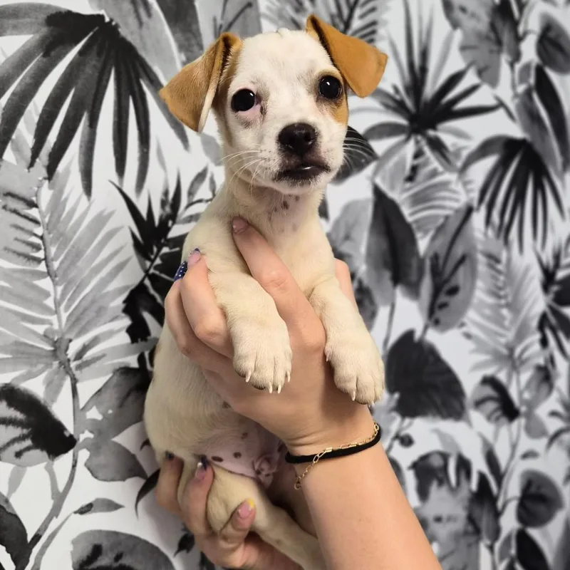 A baby small-sized male Brown / Chocolate Norfolk Terrier dog named Scooby for adoption in Wahiawa, HI