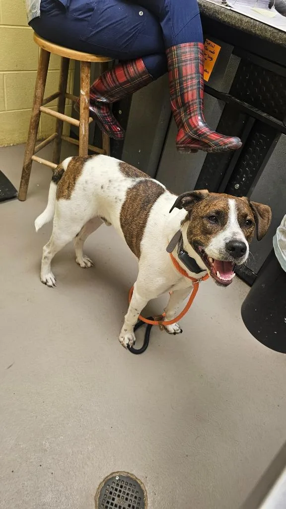 An adult medium-sized male Hound dog named Snoopy for adoption in Crossville, TN