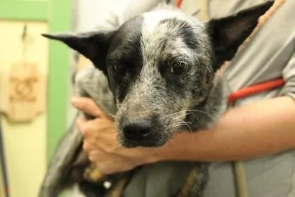 A young medium-sized female Cattle Dog dog named Snow White for adoption in Picayune, MS