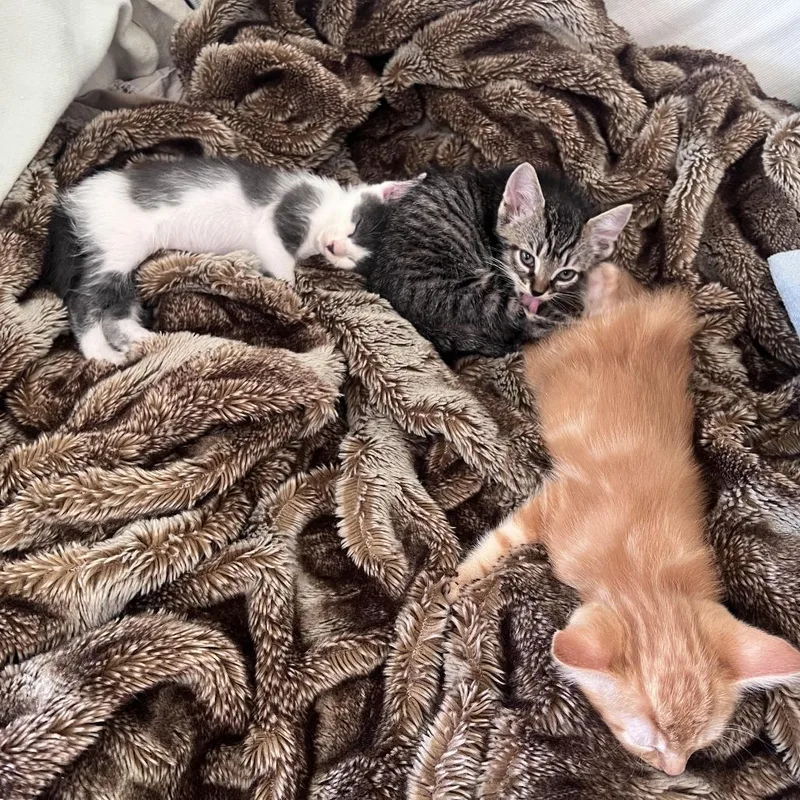 A baby small-sized male Gray / Blue / Silver Domestic Short Hair cat named Lorenzo for adoption in Los Angeles, CA