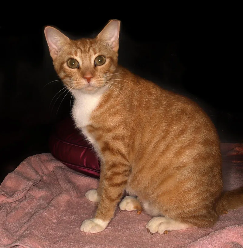 An adult medium-sized female Tabby cat named Mona for adoption in Oakland Park, FL