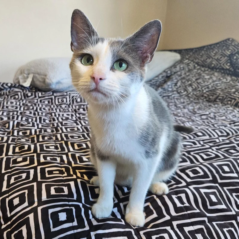An adult medium-sized female Domestic Short Hair cat named Willow for adoption in Rochester, NY