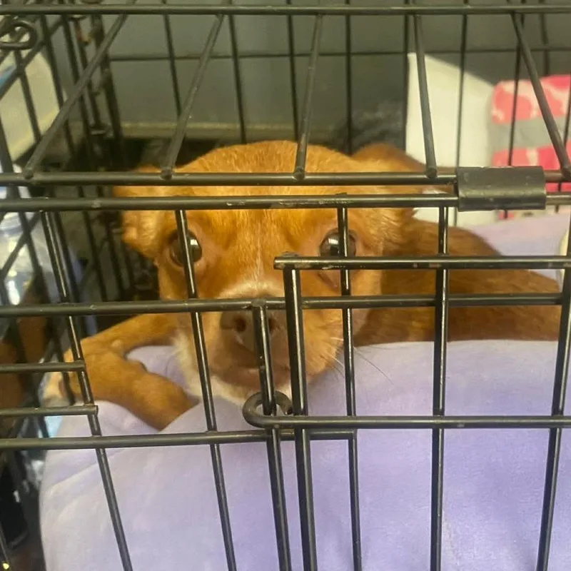 An adult small-sized female Red / Chestnut / Orange Mixed Breed dog named Penny B for adoption in Kittanning, PA