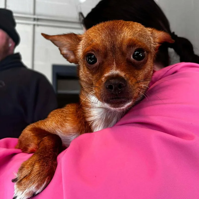 Penny B thumbnail 2