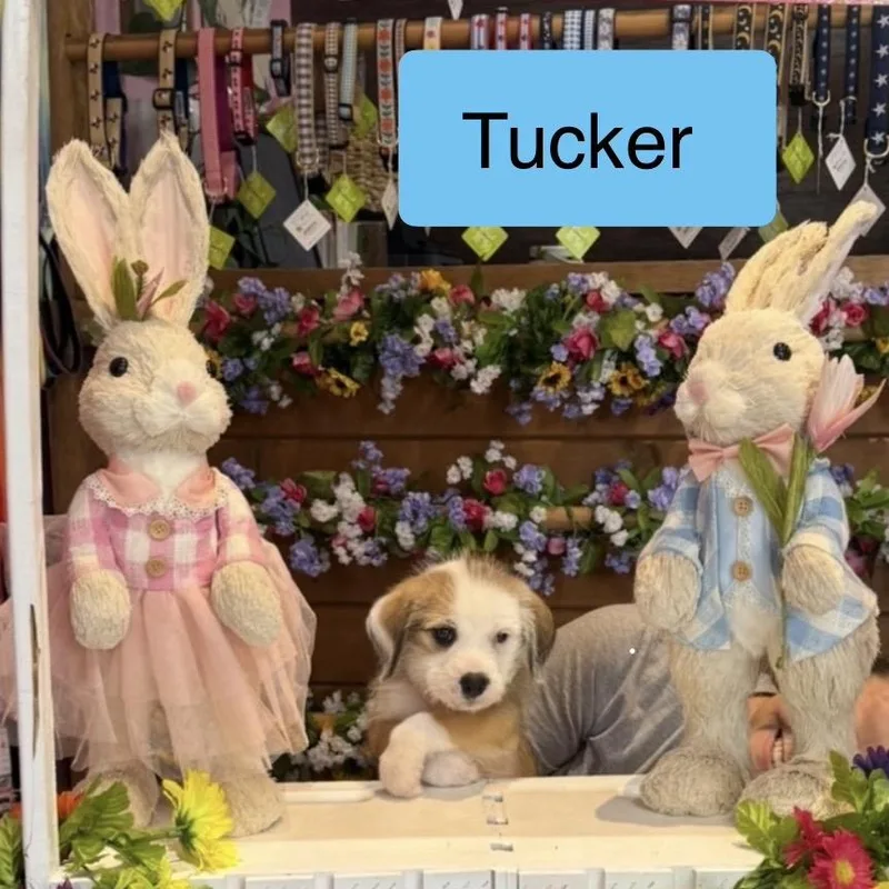 A baby medium-sized male White / Cream Wirehaired Terrier dog named Tucker for adoption in San Antonio, TX