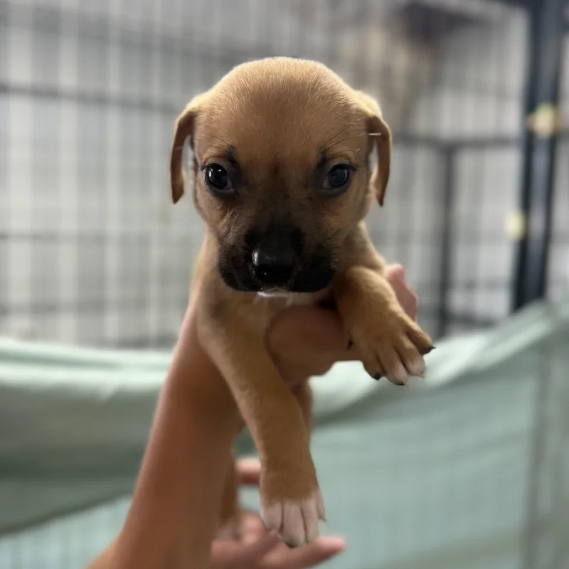 Platypus thumbnail 4