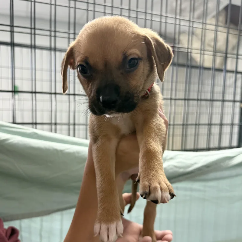 Platypus thumbnail 5