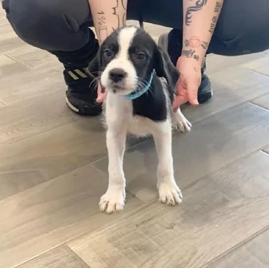 A young medium-sized male Black Australian Cattle Dog / Blue Heeler dog named Luke for adoption in Nevada, MO