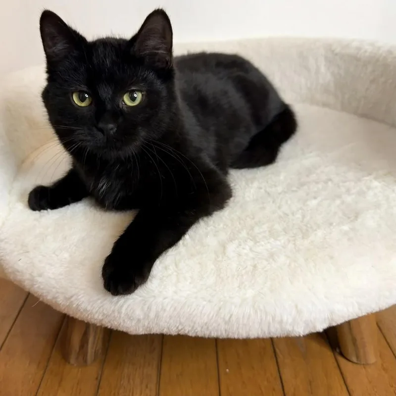 Stroke Of Midnight thumbnail 2