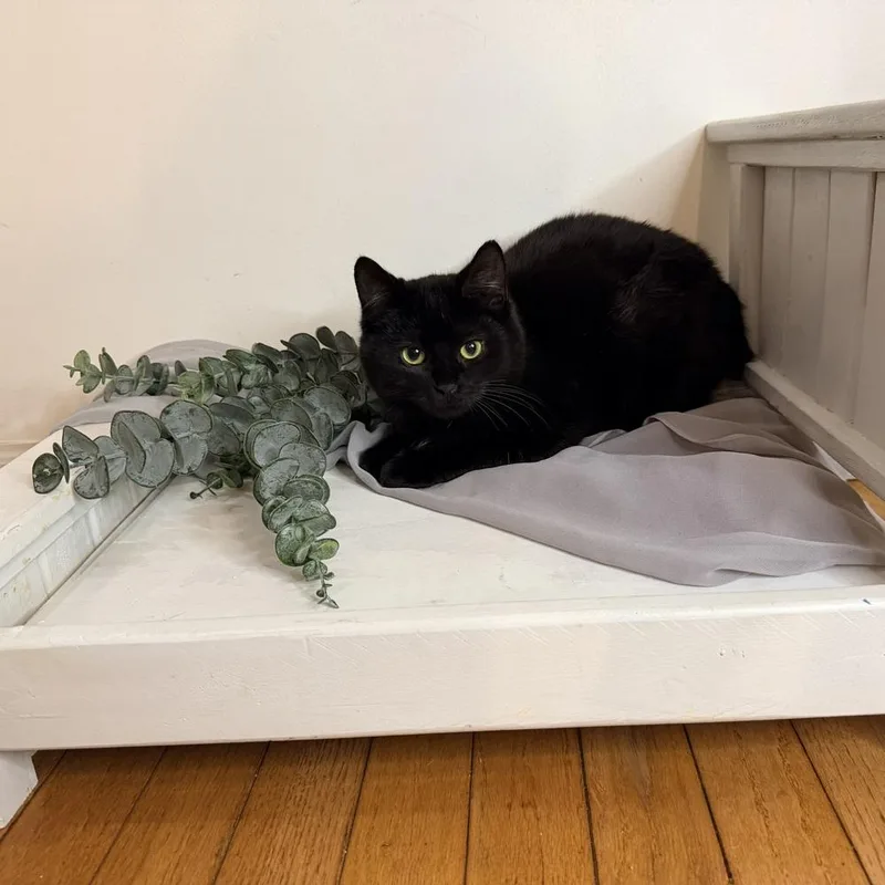 Stroke Of Midnight thumbnail 3