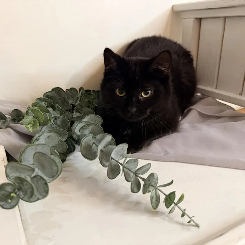 Stroke Of Midnight thumbnail 4