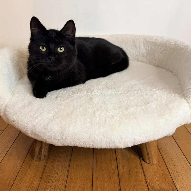 Stroke Of Midnight thumbnail 5