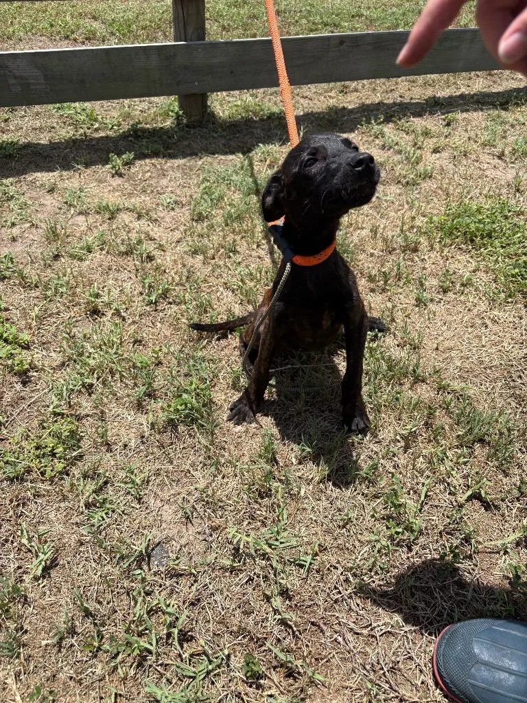 A baby medium-sized female Terrier dog named Lisa for adoption in Wauchula, FL