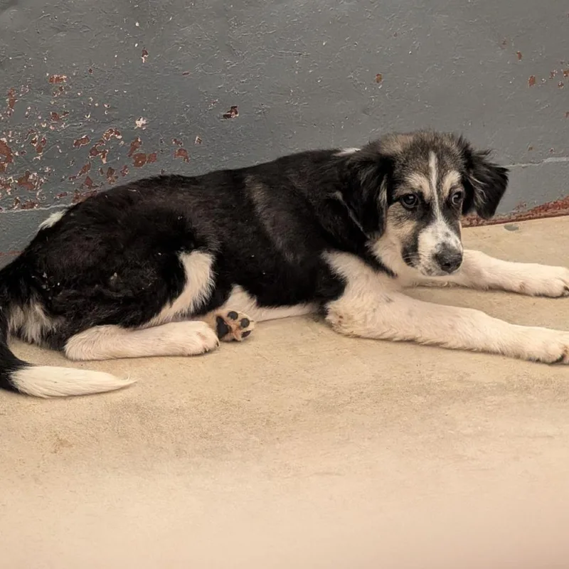 A baby medium-sized male Mixed Breed dog named Gretchen for adoption in Austin, TX