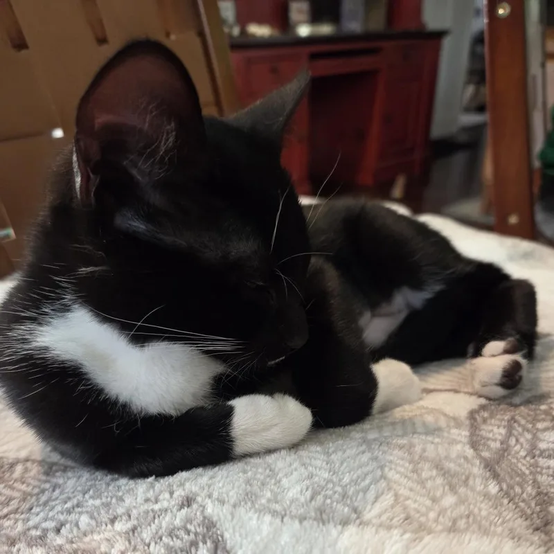 A baby small-sized female Black Domestic Short Hair cat named Chatty Cathy for adoption in Santa Rosa, CA