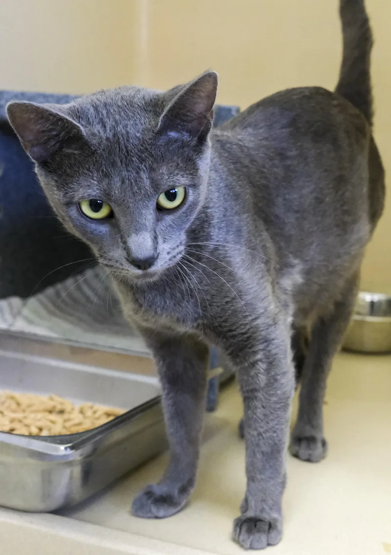 A young medium-sized female Russian Blue cat named Gumdrop for adoption in Harvey , LA