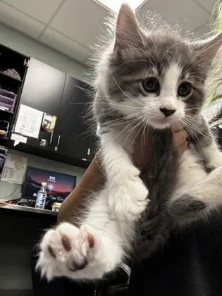 A baby small-sized female Domestic Short Hair cat named Veda for adoption in Fallston, MD