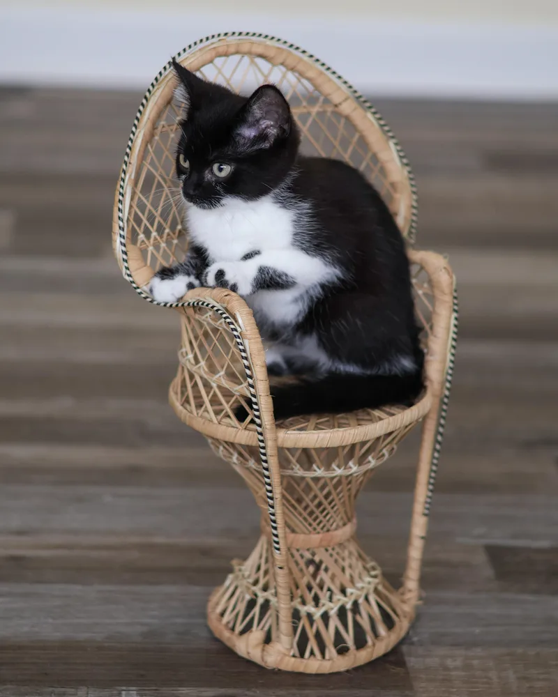 A baby medium-sized female Domestic Short Hair cat named Bev for adoption in St. Ignace, MI