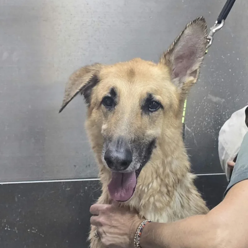 An adult large-sized male German Shepherd Dog dog named Rambo for adoption in Stephens City, VA