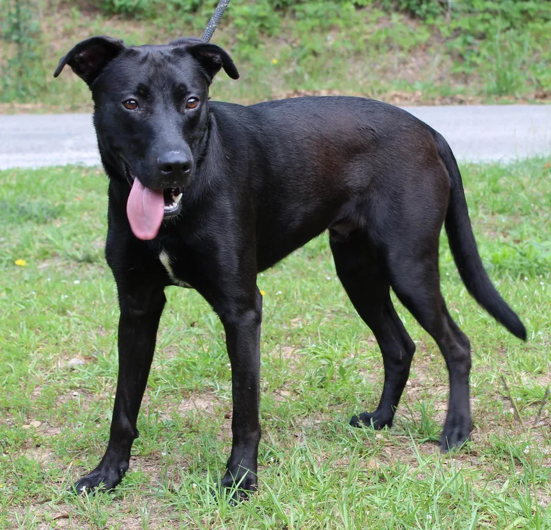 A young large-sized male Black Labrador Retriever dog named Sirius for adoption in Prattville, AL
