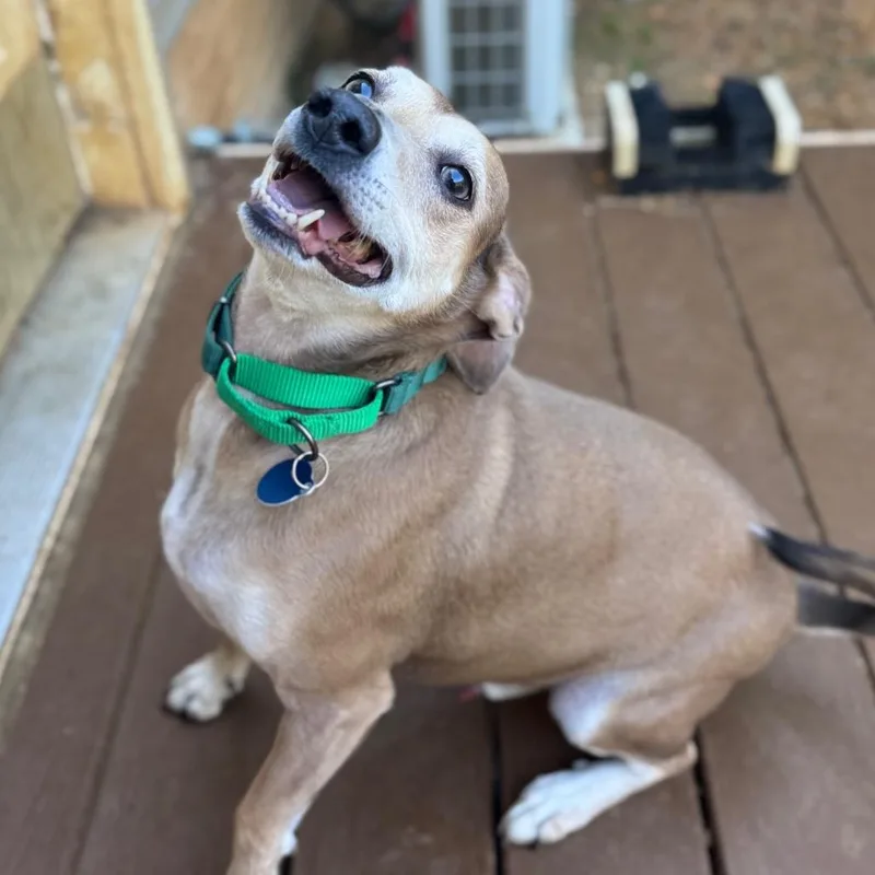 An adult medium-sized male Yellow / Tan / Blond / Fawn Mixed Breed dog named Carson for adoption in Fredericksburg, VA