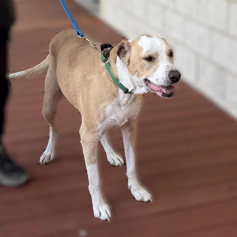 An adult large-sized female Yellow / Tan / Blond / Fawn Mixed Breed dog named Goldeen for adoption in Slidell, LA