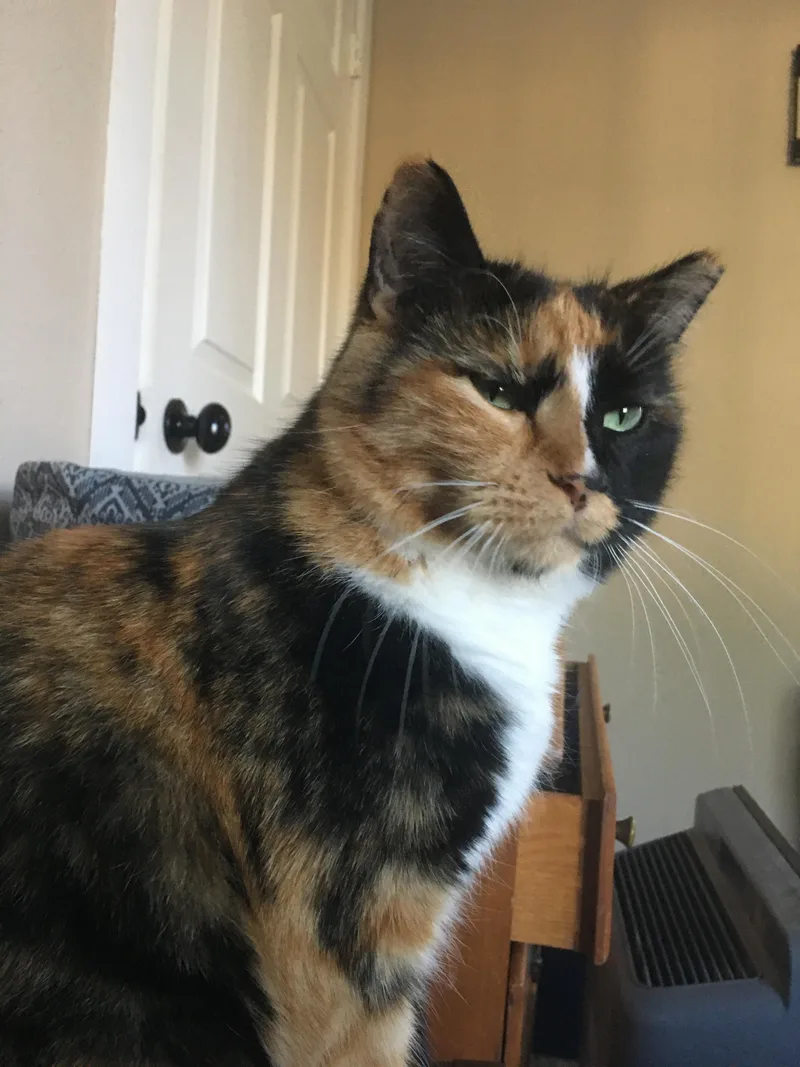 A senior medium-sized female American Shorthair cat named Zuri for adoption in Milbank, SD