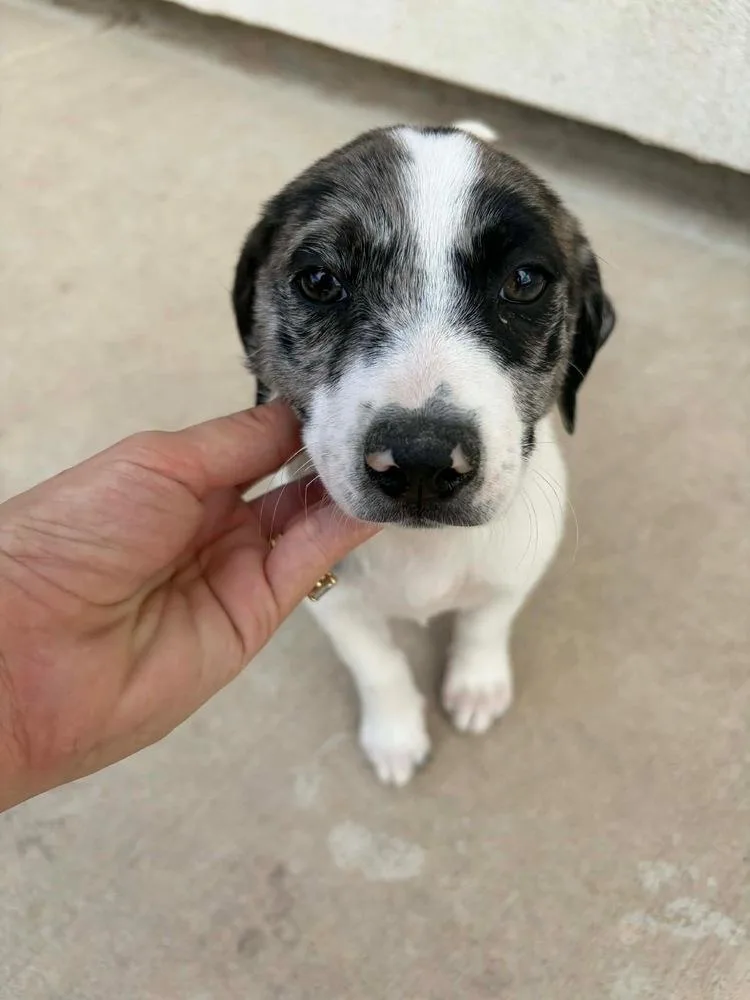 Savannah thumbnail 2