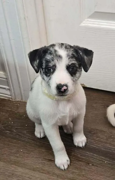 Savannah thumbnail 3