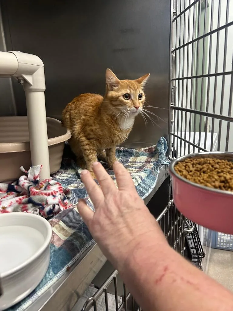 A baby medium-sized male Domestic Medium Hair cat named Cheeto for adoption in New Manchester, WV