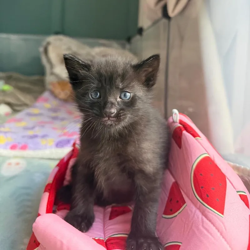 A baby small-sized female Black Domestic Short Hair cat named Clover for adoption in Tustin, CA