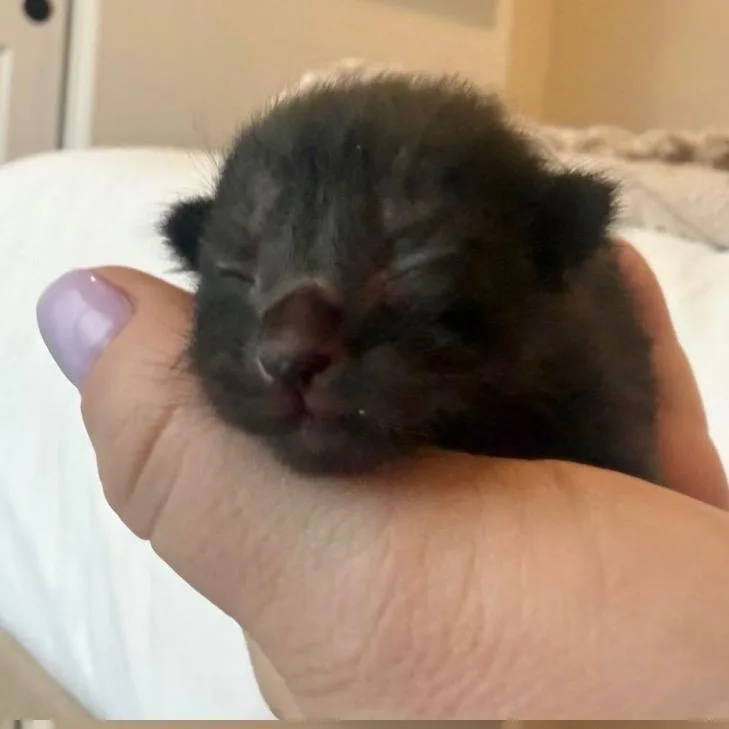 Clover thumbnail 2