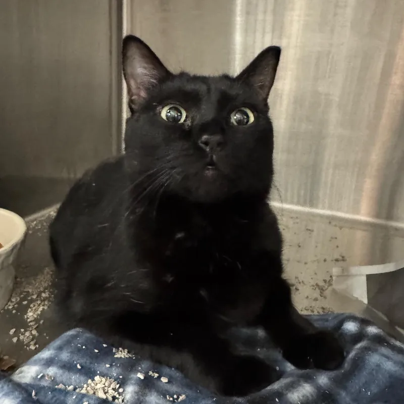 An adult large-sized male Black Domestic Short Hair cat named Binx for adoption in Henderson, NV