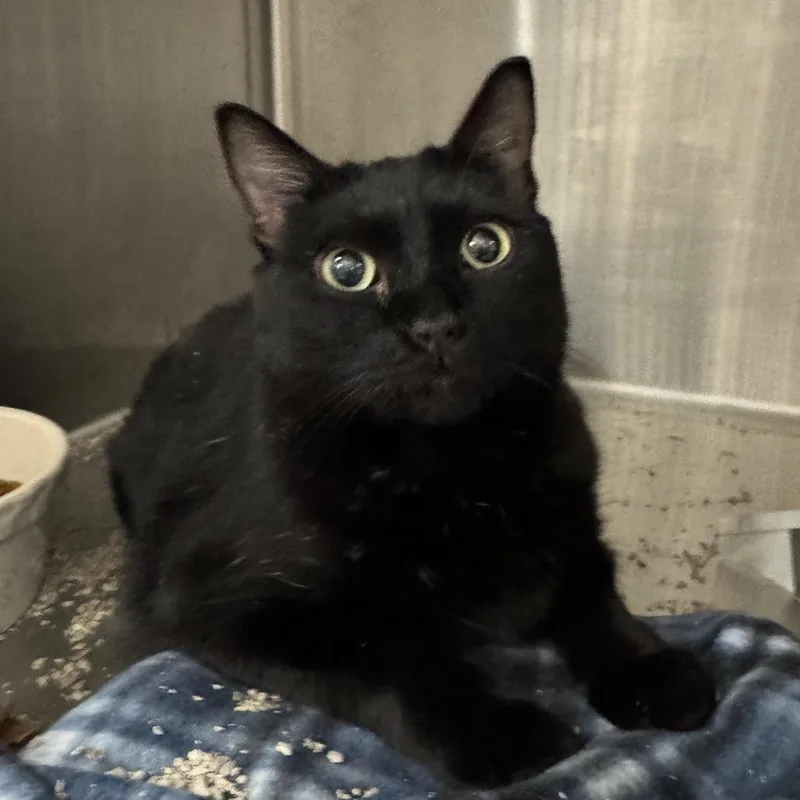 Binx thumbnail 2